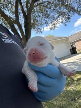 Rescue Labrador Retriever and Mixed Breed Dogs for Adoption in Houston, Texas - A644612 | PetCurious
