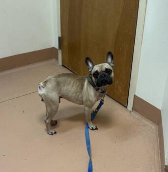 French Bulldog Dogs Available for Adoption in Kennewick, Washington - Leo | PetCurious