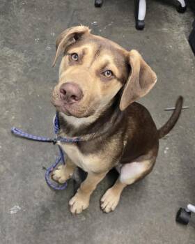 Mudslide -  Hound Dog for Adoption in Evansville, Indiana - Mudslide | PetCurious