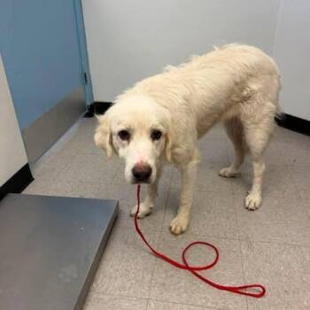 Cloudy 26-08-116 -  Great Pyrenees Dog for Adoption in Bastrop, Texas - Cloudy 26-08-116 | PetCurious