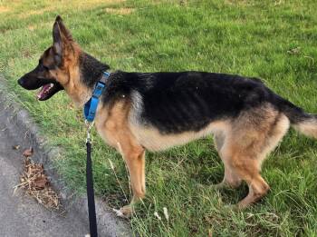 Francis -  German Shepherd Dog Dog for Adoption in Dallas, Texas - Francis | PetCurious