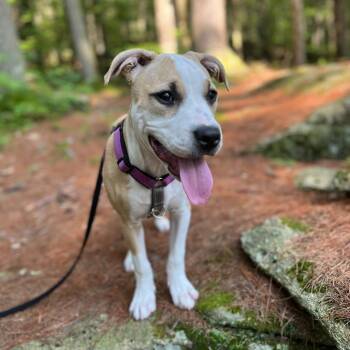 Claire -  Mixed Breed Dog for Adoption in Hopkinton, Massachusetts - Claire | PetCurious