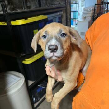 Mixed Breed Dogs Available for Adoption in Dekalb, Illinois - Rachel | PetCurious