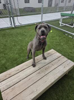 Cane Corso Dogs Available for Adoption in Northwood, Ohio - JUST A 7 MONTH OLD PUP | PetCurious