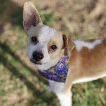 CHESTER -  Chihuahua Dog for Adoption in San Antonio, Texas - CHESTER | PetCurious