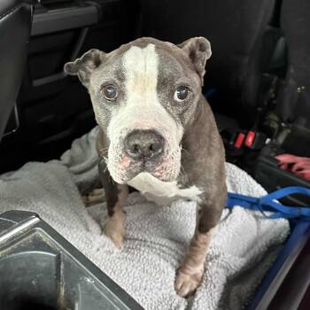 Rescue Pit Bull Terrier Dogs for Adoption in Ramona, California - Beanie | PetCurious