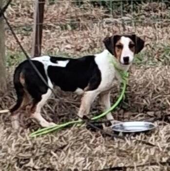 Collie and Australian Cattle Dog Blue Heeler Dogs Available for Adoption - Macy | PetCurious