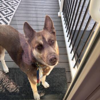 Benji -  Husky Dog for Adoption in Oriskany, New York - Benji | PetCurious