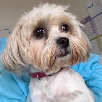 Shih Tzu and Poodle Dogs Available for Adoption in Nashville, Tennessee - Wilma | PetCurious