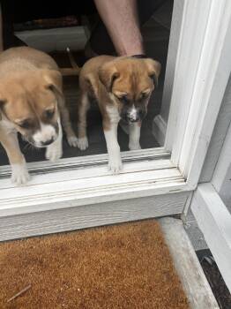 Terrier Dogs Available for Adoption in Colorado Springs, Colorado - Prenston | PetCurious