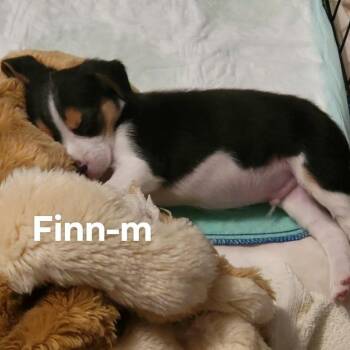 Beagle and Mixed Breed Dogs Available for Adoption in Pinellas Park, Florida - Finn | PetCurious