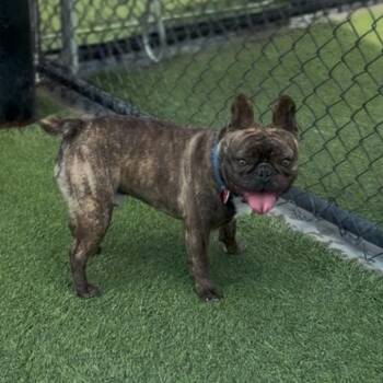 Fudge A2262727 -  French Bulldog Dog for Adoption in Los Angeles, California - Fudge A2262727 | PetCurious
