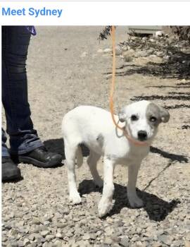 Sydney -  Australian Shepherd and Pit Bull Terrier Dog for Adoption in Salt Lake City, Utah - Sydney | PetCurious