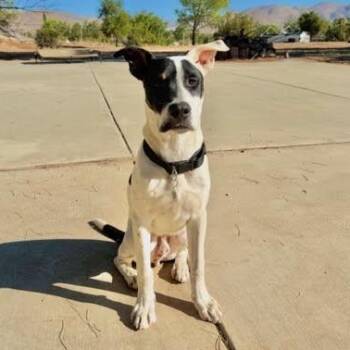 Wilbur -  Pit Bull Terrier and American Staffordshire Terrier Dog for Adoption in Los Angeles, California - Wilbur | PetCurious