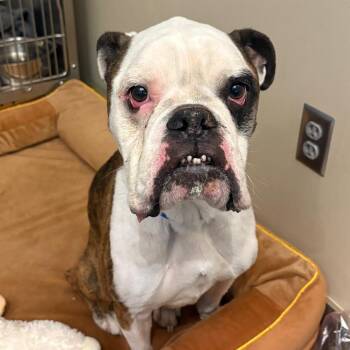 Higgins -  Mixed Breed Dog for Adoption in Chattanooga, Tennessee - Higgins | PetCurious