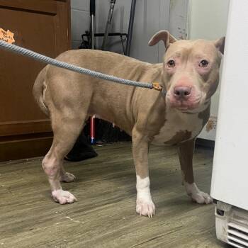 Fifi Carla -  Mixed Breed Dog for Adoption in Summerville, South Carolina - Fifi Carla | PetCurious
