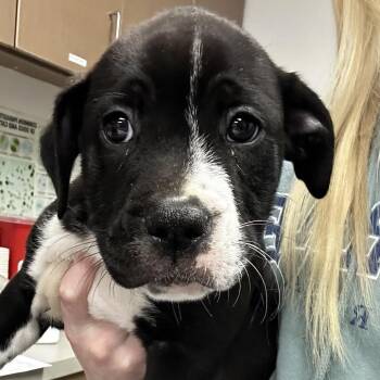 Labrador Retriever and Mixed Breed Dogs Available for Adoption - Mario | PetCurious