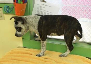 Dottie -  Cattle Dog and Mixed Breed Dog for Adoption in Picayune, Mississippi - Dottie | PetCurious