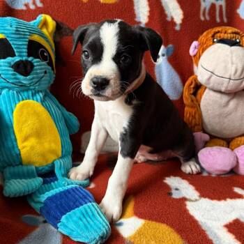 Boston Terrier and Mixed Breed Dogs Available for Adoption in Normal, Illinois - Yokohama | PetCurious