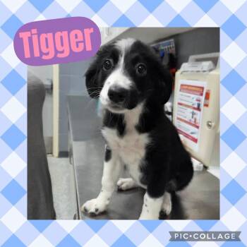 Australian Cattle Dog Blue Heeler and Labrador Retriever Dogs Available for Adoption in Ringwood, New Jersey - Tigger | PetCurious