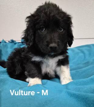 Vulture -  Great Pyrenees Dog for Adoption in Hillside, Illinois - Vulture | PetCurious