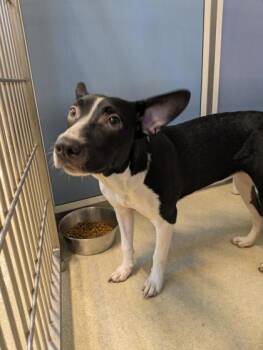 Rescue Bull Terrier and Mixed Breed Dogs for Adoption in Honolulu, Hawaii - Kara | PetCurious