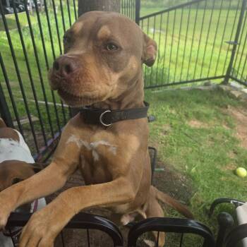 Caramelo -  Mixed Breed Dog for Adoption in Houston, Texas - Caramelo | PetCurious