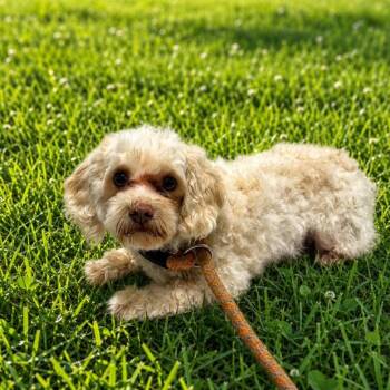 Wolfgang -  Bichon Frise Dog for Adoption in Arlington, Virginia - Wolfgang | PetCurious