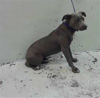 Staffordshire Bull Terrier Dogs Available for Adoption in Houston, Texas - A2076607 | PetCurious