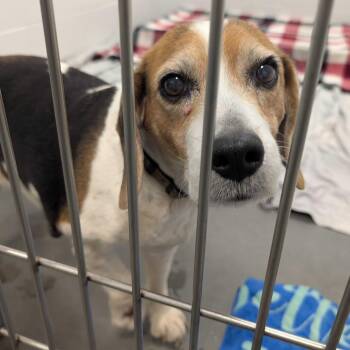 Tootsie -  Beagle Dog for Adoption in Dover, New Hampshire - Tootsie | PetCurious