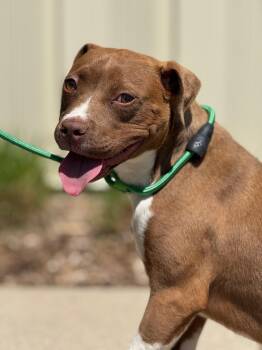 Pit Bull Terrier and Mixed Breed Dogs Available for Adoption in Benton Harbor, Michigan - Honey Pie | PetCurious