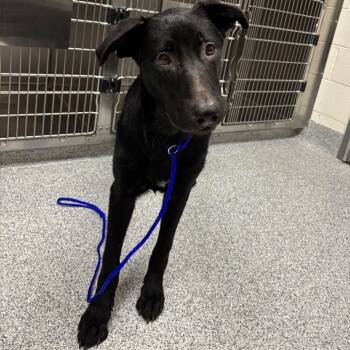 Pistachio -  Shepherd Dog for Adoption in Grand Rapids, Michigan - Pistachio | PetCurious