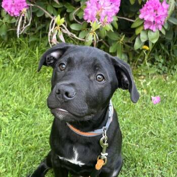Black Labrador Retriever Dogs Available for Adoption in Union City, Pennsylvania - Benson | PetCurious
