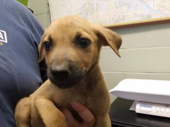 WINTER -  German Shepherd Dog and Mixed Breed Dog for Adoption in Tulsa, Oklahoma - WINTER | PetCurious