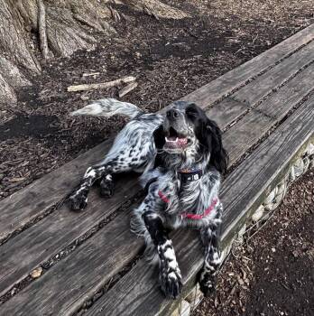 English Setter Dogs Available for Adoption in Chelsea, Michigan - Available For Adoption - Jasper (PA, USA) | PetCurious