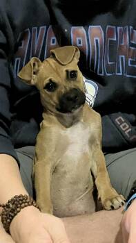 Rescue Mixed Breed and Chihuahua Dogs for Adoption in Littleton, Colorado - Julietta | PetCurious