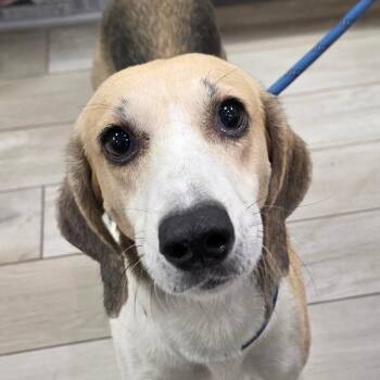Bertie -  Hound Dog for Adoption in Chatham, Virginia - Bertie | PetCurious
