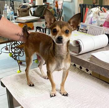 Kanga (NOT YET AVAILABLE) -  Chihuahua Dog for Adoption in Benton, Louisiana - Kanga (NOT YET AVAILABLE) | PetCurious