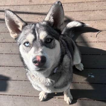 Husky Dogs Available for Adoption in Buffalo, Minnesota - Katya | PetCurious
