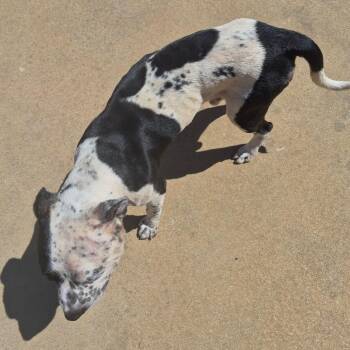 09/14/2026-Stray-FortBenningRoad-1 -  Mixed Breed Dog for Adoption in Columbus, Georgia - 09/14/2026-Stray-FortBenningRoad-1 | PetCurious
