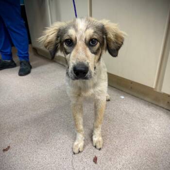 Hawkins -  Mixed Breed Dog for Adoption in Ardmore, Oklahoma - Hawkins | PetCurious