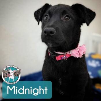 Labrador Retriever and Pit Bull Terrier Dogs Available for Adoption - Midnight Moonbeam Melody | PetCurious