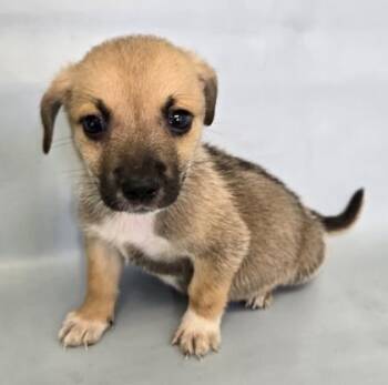 Skipper -  Cardigan Welsh Corgi and Mixed Breed Dog for Adoption in Morton Grove, Illinois - Skipper | PetCurious