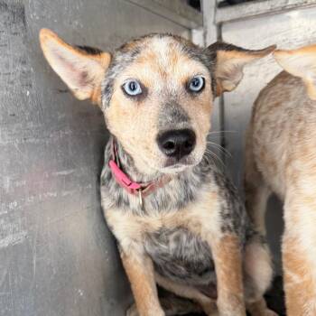 Pepper -  Cattle Dog Dog for Adoption in Edinburg, Texas - Pepper | PetCurious