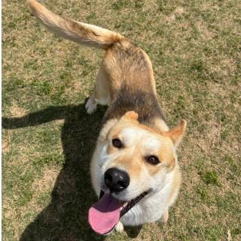 Mixed Breed Dogs Available for Adoption in Nashville, North Carolina - CAM  Available NOW - ADOPTION Or RESCUE! | PetCurious
