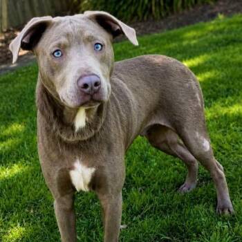 Tanner -  Pit Bull Terrier and Mixed Breed Dog for Adoption in Buffalo, Minnesota - Tanner | PetCurious