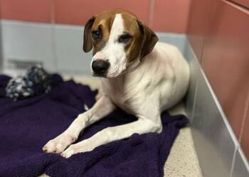 A2083550 -  Staffordshire Bull Terrier and Mixed Breed Dog for Adoption in Houston, Texas - A2083550 | PetCurious