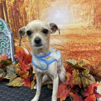 Yogi -  Chihuahua Dog for Adoption in Plano, Texas - Yogi | PetCurious