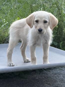 Dolly -  Goldendoodle and Retriever Dog for Adoption in Cheektowaga, New York - Dolly | PetCurious