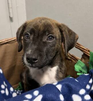 Mahjong -  American Staffordshire Terrier and Labrador Retriever Dog for Adoption in Houston, Texas - Mahjong | PetCurious